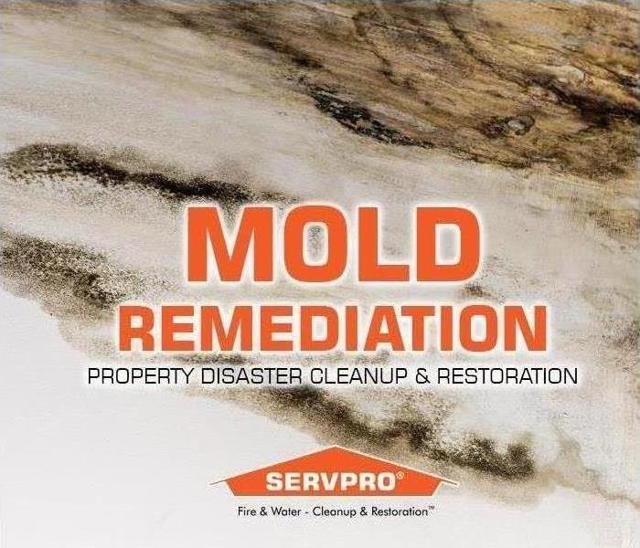 mold on property wall we provide mold remediation services